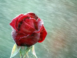 rose-rain